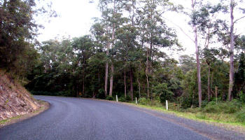 Looking north towards the roadside forest above the gully